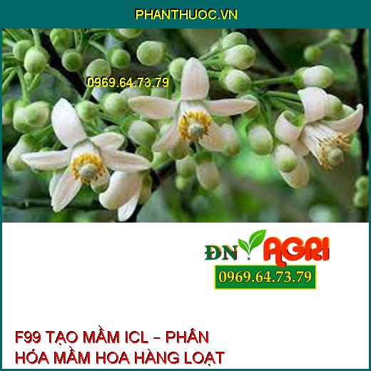 F99 TẠO MẦM ICL – PHÂN HÓA MẦM HOA HÀNG LOẠT