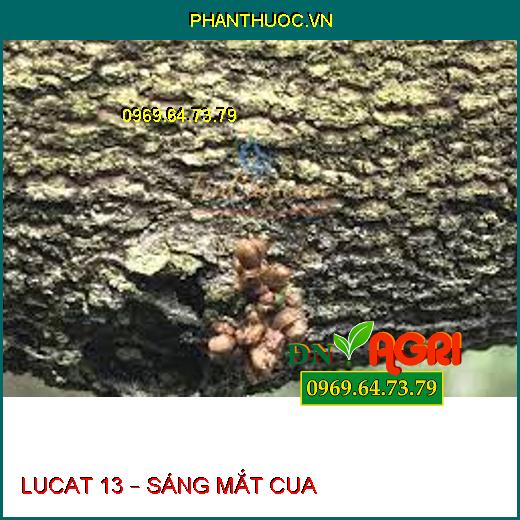 LUCAT 13 – SÁNG MẮT CUA