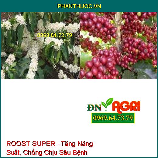 ROOST SUPER –Tăng Năng Suất, Chống Chịu Sâu Bệnh