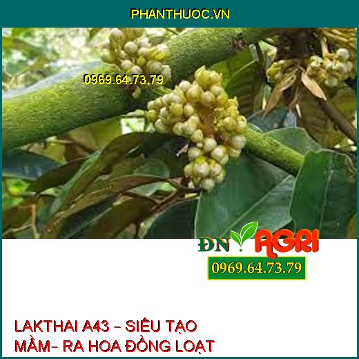 LAKTHAI A43 – SIÊU TẠO MẦM– RA HOA ĐỒNG LOẠT