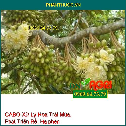 CABO-Xử Lý Hoa Trái Mùa, Phát Triễn Rể, Hạ phèn