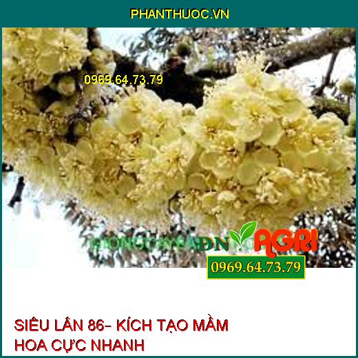 SIÊU LÂN 86– KÍCH TẠO MẦM HOA CỰC NHANH