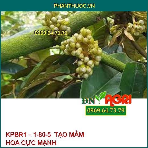 KPBR1 – 1-80-5  TẠO MẦM HOA CỰC MẠNH