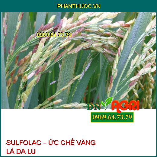 SULFOLAC – ỨC CHẾ VÀNG LÁ DA LU