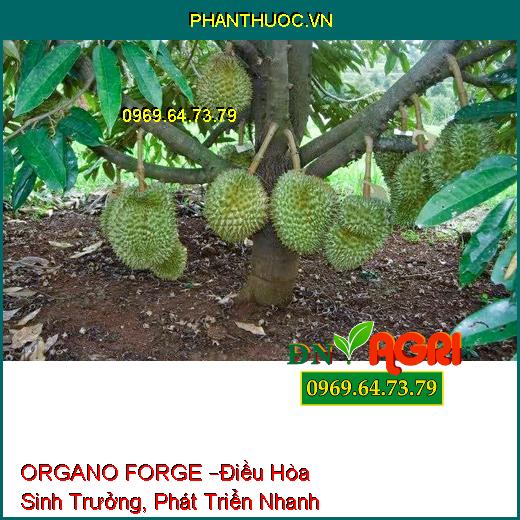 PHÂN BÓN LÁ HỮU CƠ HỢP TRÍ ORGANO FORGE –Điều Hòa Sinh Trưởng, Phát Triển Nhanh