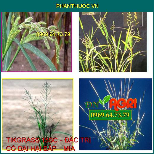 TIKGRASS 15SC – ĐẶC TRỊ CỎ DẠI HẠI BẮP – MÍA