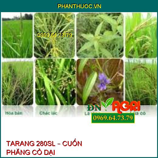 TARANG 280SL – CUỐN PHĂNG CỎ DẠI