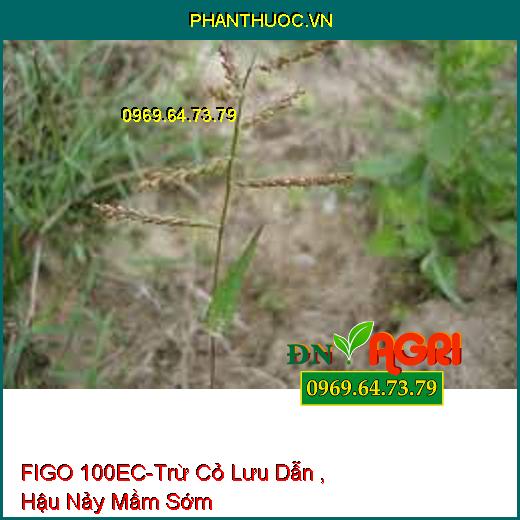 FIGO 100EC-Trừ Cỏ Lưu Dẫn , Hậu Nảy Mầm Sớm