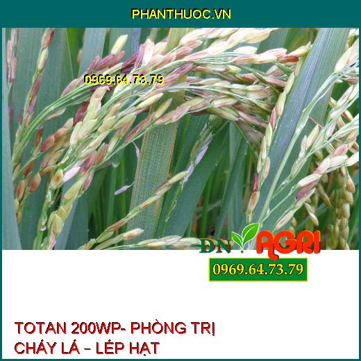 TOTAN 200WP- PHÒNG TRỊ CHÁY LÁ – LÉP HẠT