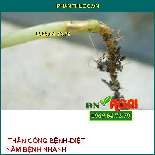  THÂN CÔNG BỆNH-DIỆT NẤM BỆNH NHANH