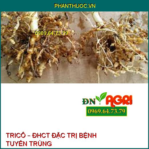 TRICÔ – ĐHCT ĐẶC TRỊ BỆNH TUYẾN TRÙNG