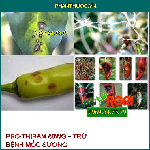 PRO-THIRAM 80WG – TRỪ BỆNH MỐC SƯƠNG 