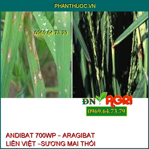 ANDIBAT 700WP – ARAGIBAT LIÊN VIỆT –SƯƠNG MAI THỐI THÂN