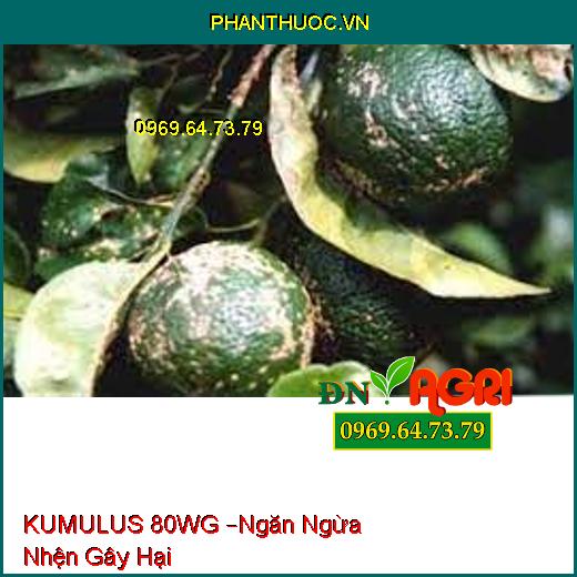 KUMULUS 80WG –Ngăn Ngừa Nhện Gây Hại