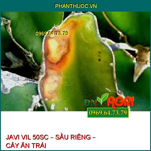 JAVI VIL 50SC – SẦU RIÊNG – CÂY ĂN TRÁI