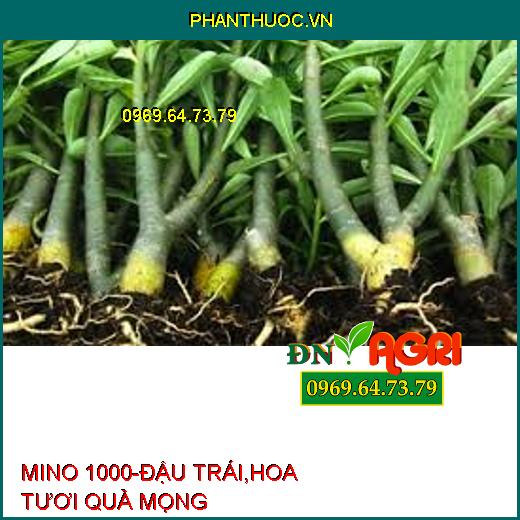 MINO 1000-ĐẬU TRÁI,HOA TƯƠI QUẢ MỌNG