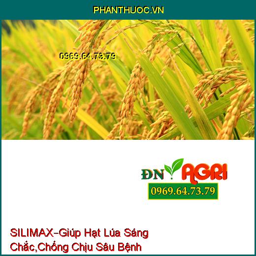 SILIMAX –Giúp Hạt Lúa Sáng Chắc, Lúa Cứng Cây, Chống Chịu Sâu Bệnh, Tăng Năng Suất