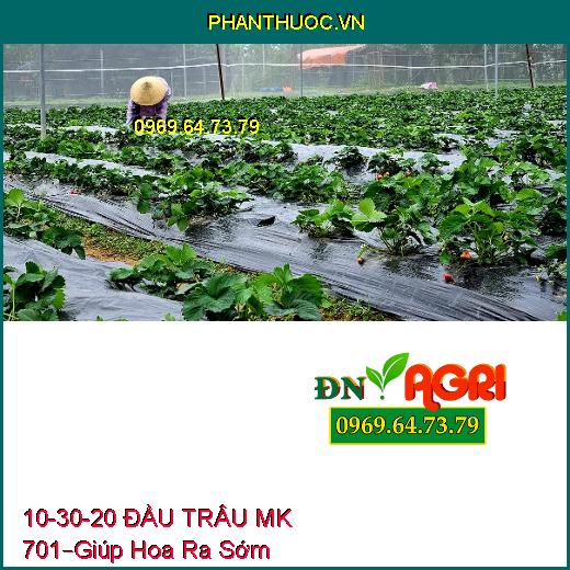 PHÂN BÓN LÁ NPK 10-30-20 ĐẦU TRÂU MK 701 –Giúp Hoa Ra Sớm, Hoa Đẹp, Lâu Tàn