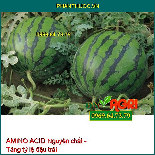 AMINO ACID Nguyên chất - Xanh Cây, Tốt Lá, Ra Hoa, Đậu Trái, Nuôi Trái