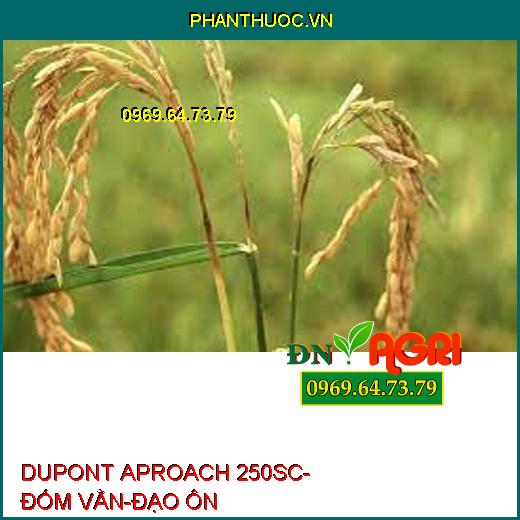 DUPONT APROACH 250SC- ĐỐM VẰN-ĐẠO ÔN 