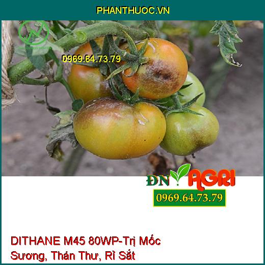 DITHANE M45 80WP-Trị Mốc Sương, Thán Thư, Rỉ Sắt