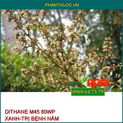 DITHANE M45 80WP XANH-TRỊ BỆNH NẤM 