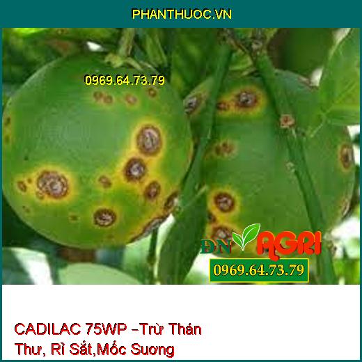 CADILAC 75WP –Trừ Thán Thư, Rỉ Sắt,Mốc Suơng