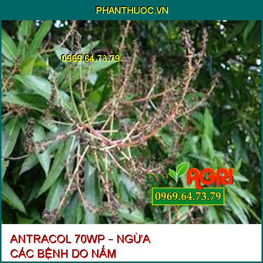 ANTRACOL 70WP – NGỪA CÁC BỆNH DO NẤM