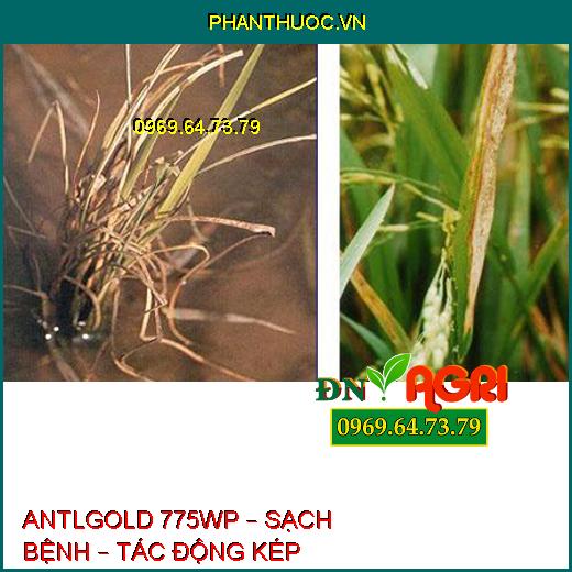 ANTLGOLD 775WP – SẠCH BỆNH – TÁC ĐỘNG KÉP