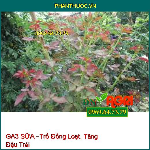 GA3 SỮA –Trổ Đồng Loạt, Tăng Đậu Trái