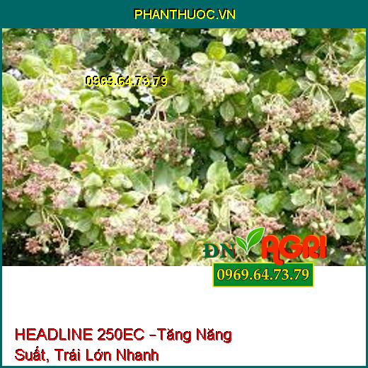 HEADLINE 250EC –Tăng Năng Suất, Trái Lớn Nhanh