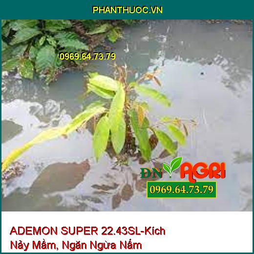 ADEMON SUPER 22.43SL-Kích Nảy Mầm, Ngăn Ngừa Nấm