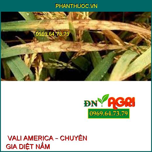  VALI AMERICA – CHUYÊN GIA DIỆT NẤM