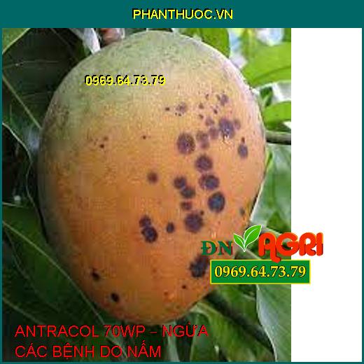 ANTRACOL 70WP – NGỪA CÁC BỆNH DO NẤM