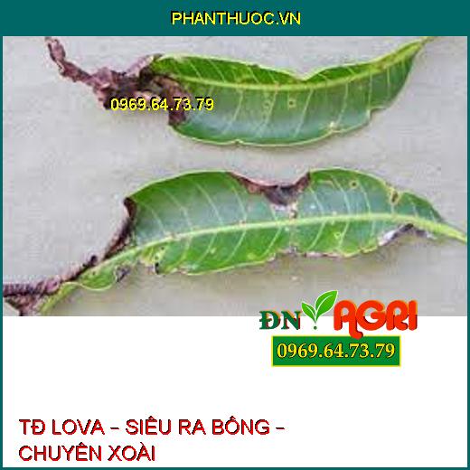 TĐ LOVA – SIÊU RA BÔNG – CHUYÊN XOÀI