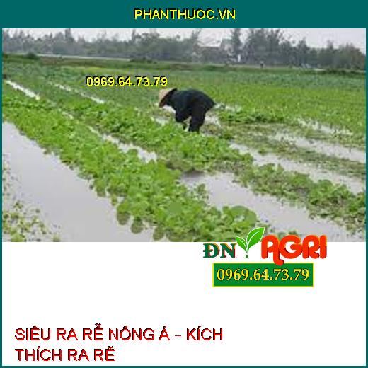 SIÊU RA RỄ NÔNG Á – KÍCH THÍCH RA RỄ