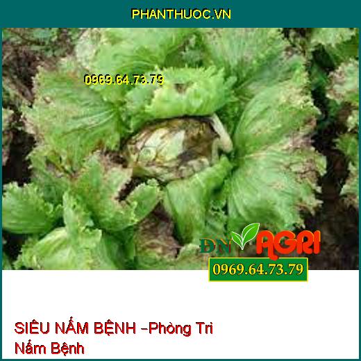 SIÊU NẤM BỆNH –Phòng Tri Nấm Bệnh