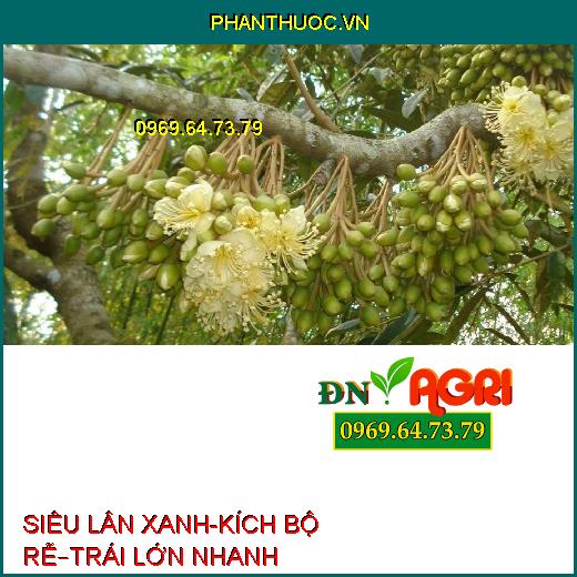 SIÊU LÂN XANH-KÍCH BỘ RỄ–TRÁI LỚN NHANH