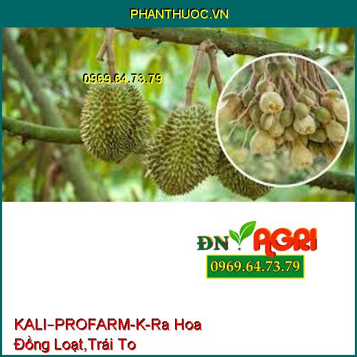 KALI–PROFARM-K-Ra Hoa Đồng Loạt,Trái To