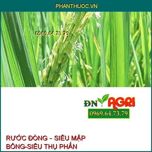 RƯỚC ĐÒNG – SIÊU MẬP BÔNG-SIÊU THỤ PHẤN