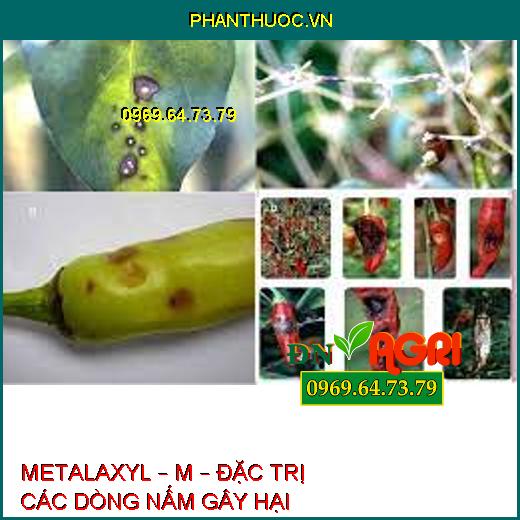 METALAXYL – M – ĐẶC TRỊ CÁC DÒNG NẤM GÂY HẠI