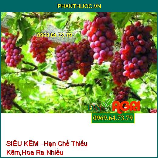 SIÊU KẼM –Hạn Chế Thiếu Kẽm,Hoa Ra Nhiều