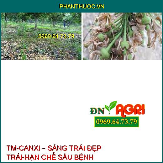 TM-CANXI – SÁNG TRÁI ĐẸP TRÁI-HẠN CHẾ SÂU BỆNH