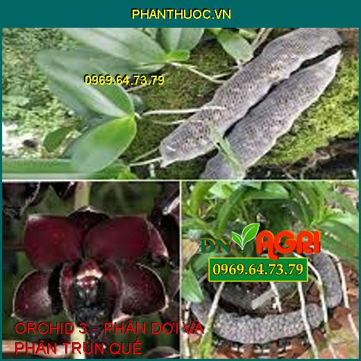 ORCHID 3 – PHÂN DƠI VÀ PHÂN TRÙN QUẾ