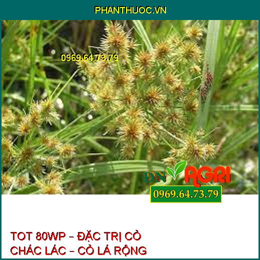 TOT 80WP – ĐẶC TRỊ CỎ CHÁC LÁC – CỎ LÁ RỘNG