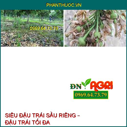 SIÊU ĐẬU TRÁI SẦU RIÊNG – ĐẬU TRÁI TỐI ĐA