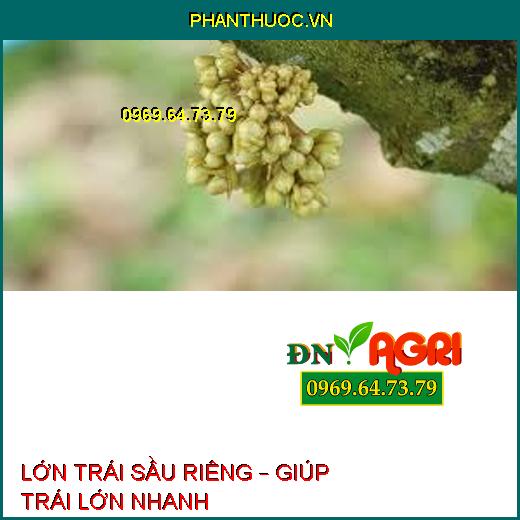 LỚN TRÁI SẦU RIÊNG – GIÚP TRÁI LỚN NHANH