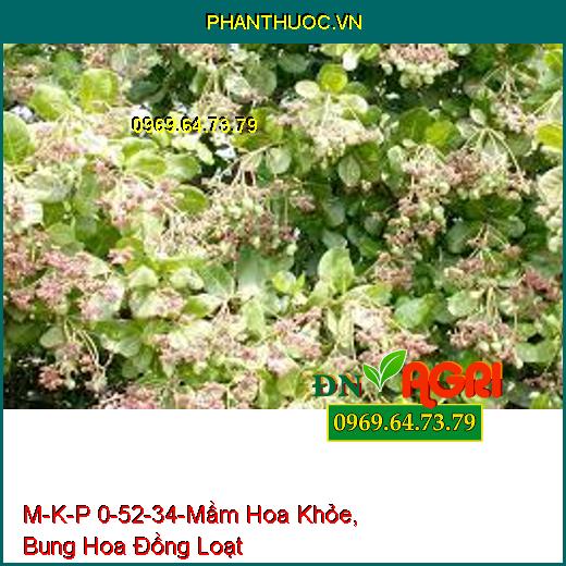 M-K-P 0-52-34-Mầm Hoa Khỏe, Bung Hoa Đồng Loạt