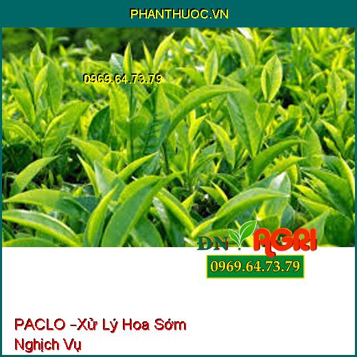 PACLO –Xử Lý Hoa Sớm Nghịch Vụ