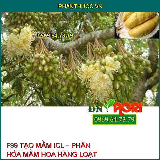 F99 TẠO MẦM ICL – PHÂN HÓA MẦM HOA HÀNG LOẠT